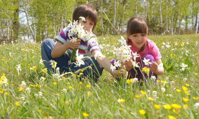 Turizam - Manifestacije - narcisu u pohode